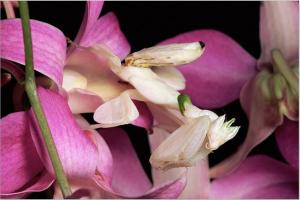 The Orchid Mantis Hiding in Plain Sight by Michael and  Patricia Fodgen